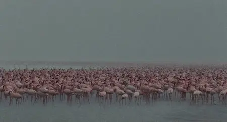 The Crimson Wing: Mystery of the Flamingos (2008)