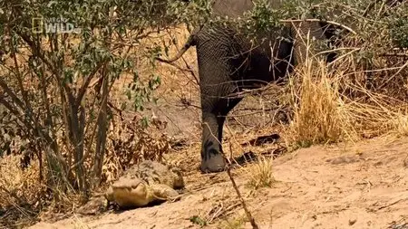 National Geographic - Mother Croc (2012)
