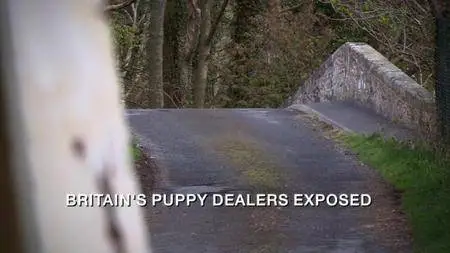 BBC Panorama - Britain's Puppy Dealers Exposed (2016)