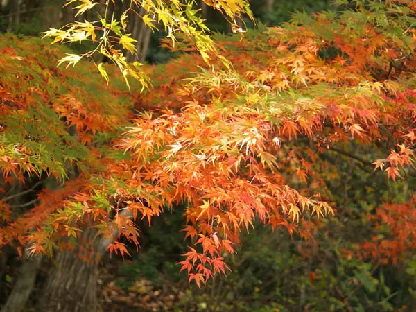 Wallpapers pack: The Japanese nature. Furano (2008)