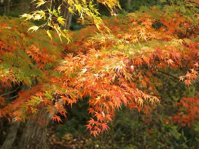 Wallpapers pack: The Japanese nature. Furano (2008)