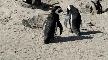 Penguin Party (2022)