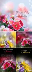 Stock Photo - Amazing Flowers