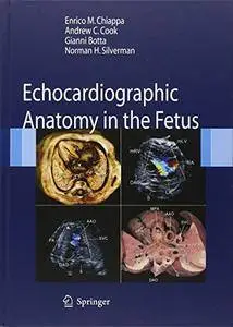 Echocardiographic Anatomy in the Fetus