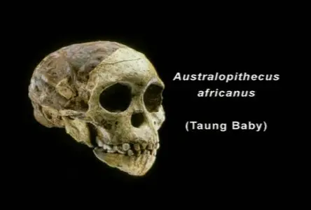 Biological Anthropology: An Evolutionary Perspective