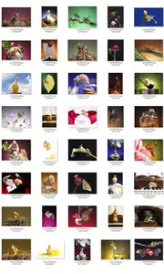 Animals  
