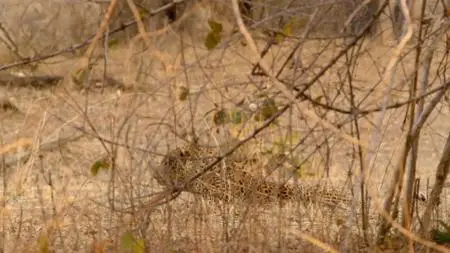 Smithsonian Earth - Africa's Hunters: Series 2 (2018)