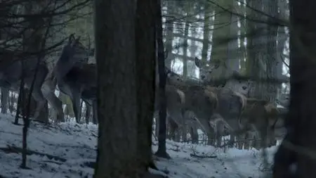 BBC - The Snow Wolf: A Winter's Tale (2018)