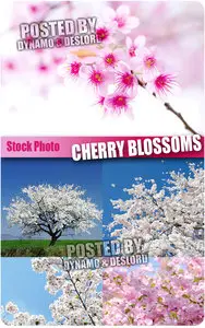 Cherry blossoms - UHQ Stock Photo