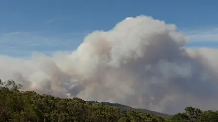 After the Wildfires (2020)