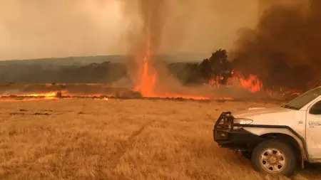 After the Wildfires (2020)
