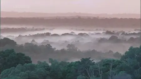 Natural World-Ant Attack