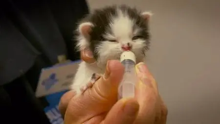 ITV - Inside Animal A&E Series 1 (2020)