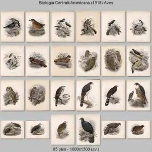 Biologia Centrali-Americana - Aves (1879-1904)