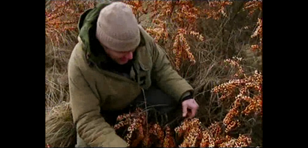 Ray Mears: Wild Food (2009)