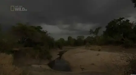 National Geographic - Mother Croc (2012)