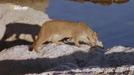 National Geographic - Puma: Lion of the Andes (2015)