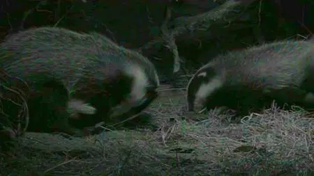 BBC Natural World - Badgers: Secrets of the Sett (2008)