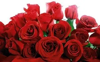 Romantic Valentine ROSES HQ Wallpapers