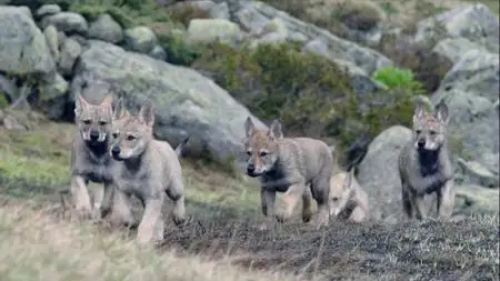 BBC - The Snow Wolf: A Winter's Tale (2018)