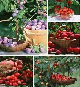 Gifts of nature big collection