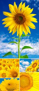 Stock Photo - Sunflowers 2