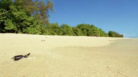 Turtle Odyssey (2019)