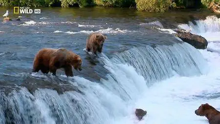 National Geographic - Alaska's Deadliest: Grizzly Battleground (2018)
