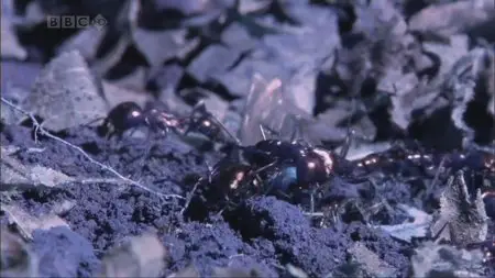 Natural World-Ant Attack