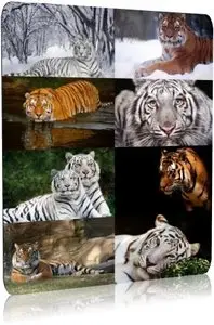 Wallpapers Tigers