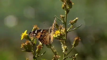 BBC Natural World - Butterflies: A Very British Obsession (2010)