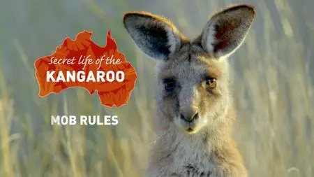 Secret Life of the Kangaroo (2017)