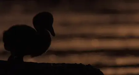 The Crimson Wing: Mystery of the Flamingos (2008)