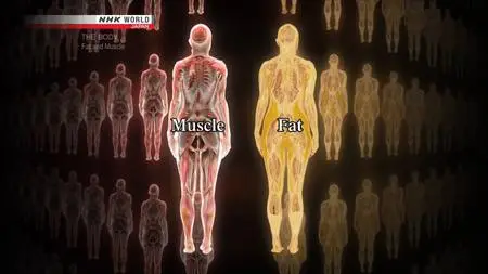 NHK - THE BODY: Fat and Muscle - Powerful Allies for Health (2018)