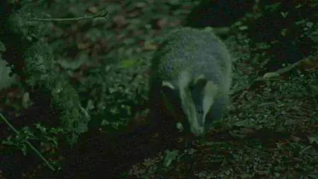 BBC Natural World - Badgers: Secrets of the Sett (2008)