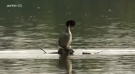 (Arte) Jungle d'eau douce - La vie secrète des gravières (2014)