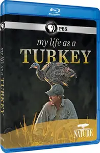 PBS - NATURE: My Life as a Turkey (2011)