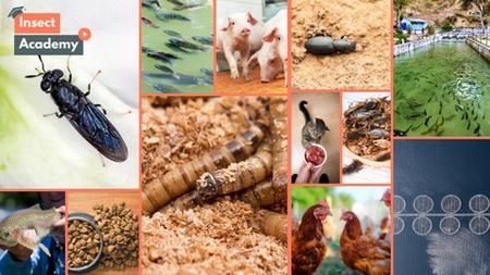 Edible Insects: Food, Feed & Other Applications