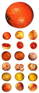 ClipArt - Camera lens. Fruit (Part 2)