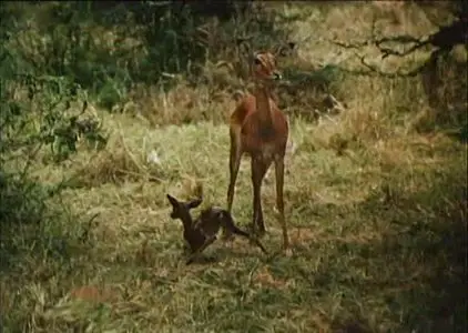 An Elephant Called Slowly (1970)