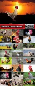 Collection of various types of cock