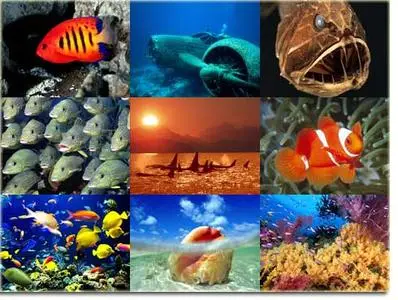 HQ Wallpapers Marine Life 116 Photo