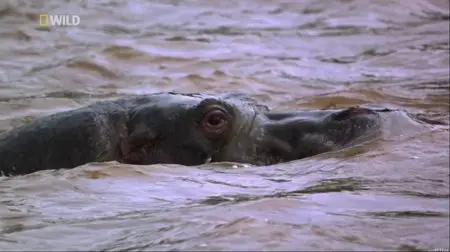 National Geographic Wild - Africa's Blood River (2013)