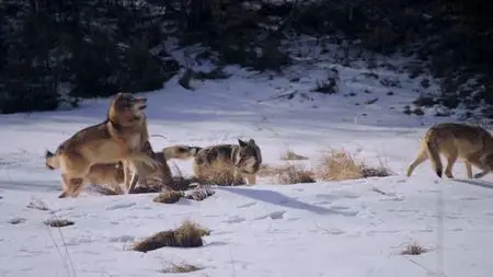 BBC - The Snow Wolf: A Winter's Tale (2018)