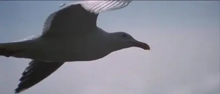 Jonathan Livingston Seagull - The Movie (1973) 