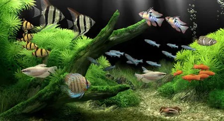 Dream Aquarium Screensaver 1.24 Portable