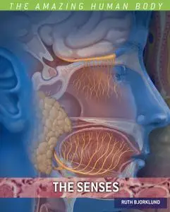 The Senses (The Amazing Human Body)