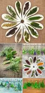 Stock Photo - Herbs