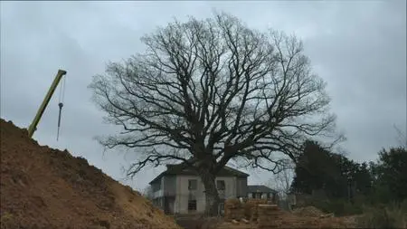 Taming the Garden (2021)