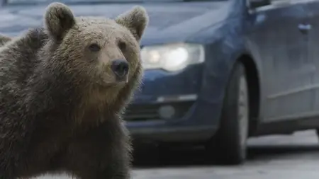 Backyard Bears of Transylvania (2023)